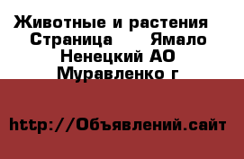  Животные и растения - Страница 24 . Ямало-Ненецкий АО,Муравленко г.